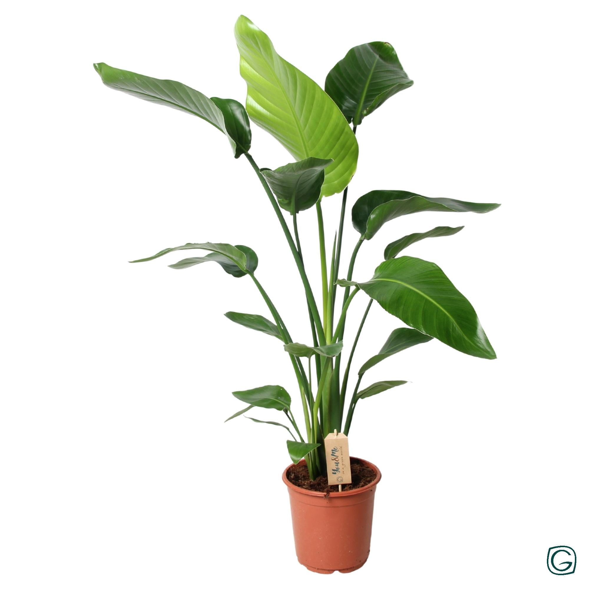 Witte paradijsvogelplant - Strelitzia nicolai - Ø21cm