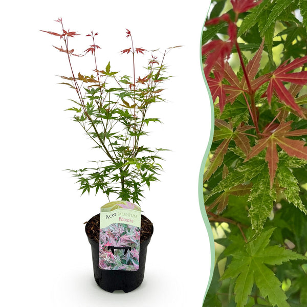 Japanse Esdoorn - Acer palmatum Phoenix - Roze - Ø19cm - ↕70cm