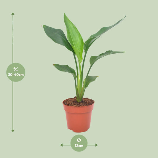 Paradijsvogelplant - Strelitzia reginae - Ø12cm - ↕40cm
