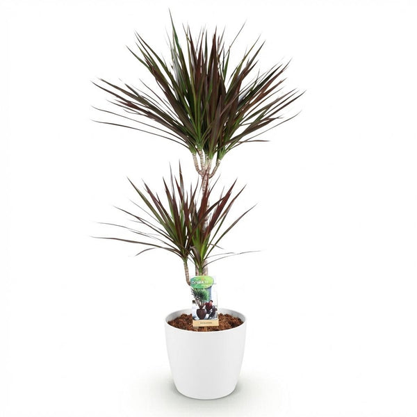 Drakenbloedboom - Dracaena Magenta - Ø21cm - ↕90-100cm