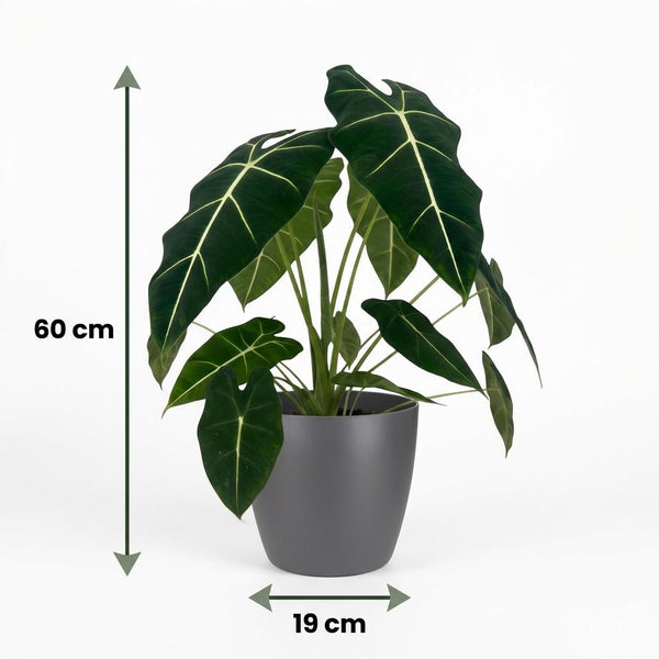 Olifantsoor - Alocasia Frydek - Ø19cm - ↕60cm
