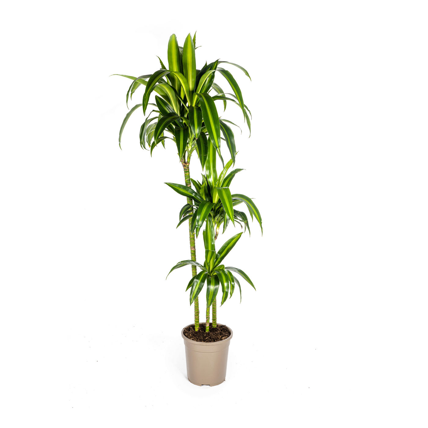 Drakenbloedboom - Dracaena deremensis 'Hawaiian Sunshine' - Ø24cm - ↕140cm