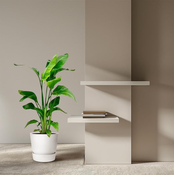 Witte paradijsvogelplant - Strelitzia nicolai - Ø17cm - ↕70-100cm