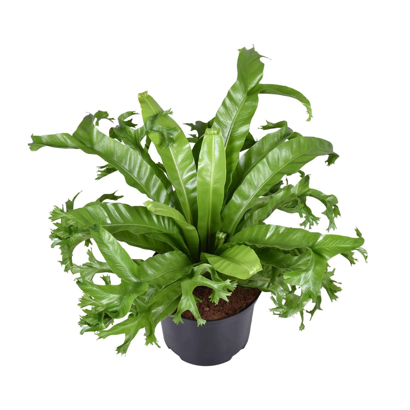 Tongvaren - Asplenium nidus Crissie - Ø23cm - ↕55cm
