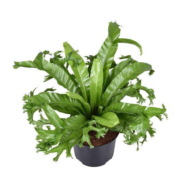 Tongvaren - Asplenium nidus Crissie - Ø23cm - ↕55cm