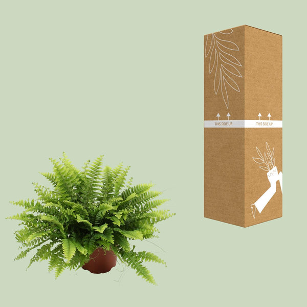 Hangende Varen - Nephrolepis Boston Green Moment - Ø12cm - ↕20cm