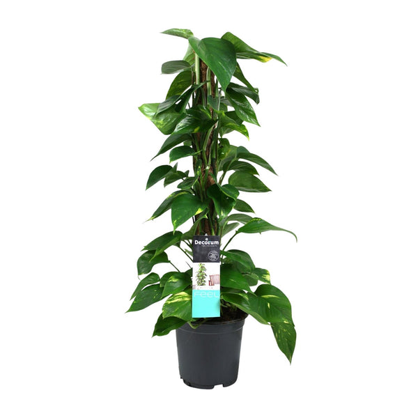 Satijnpothos - Scindapsus pictus - Ø19cm - ↕80cm