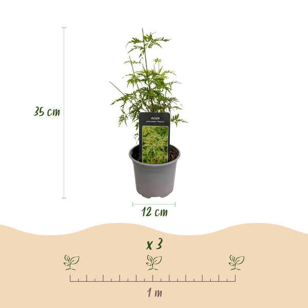 3x Japanse Esdoorn - Acer palmatum Seiryu - Ø12cm - ↕35cm