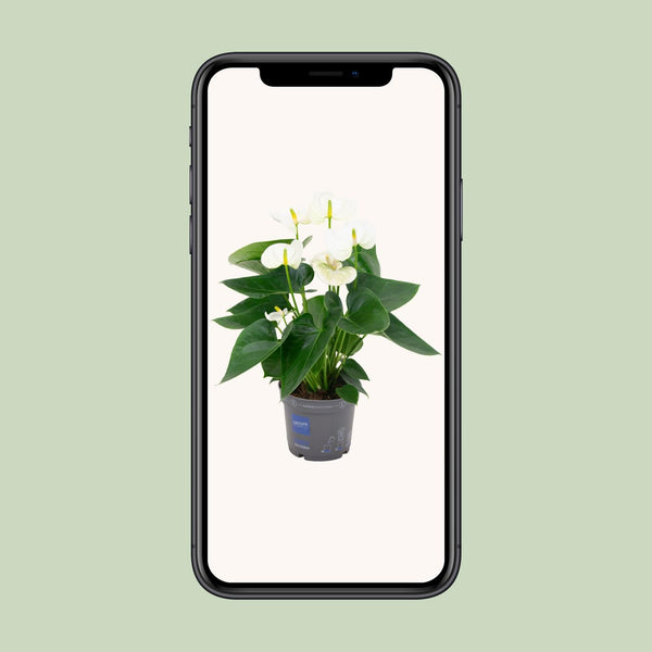 Flamingoplant - Anthurium White - Ø12cm - ↕43cm
