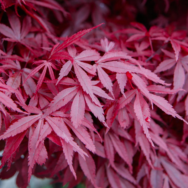 Japanse Esdoorn - Acer palmatum Skeetsers Broom - Paars - Ø19cm - ↕70cm