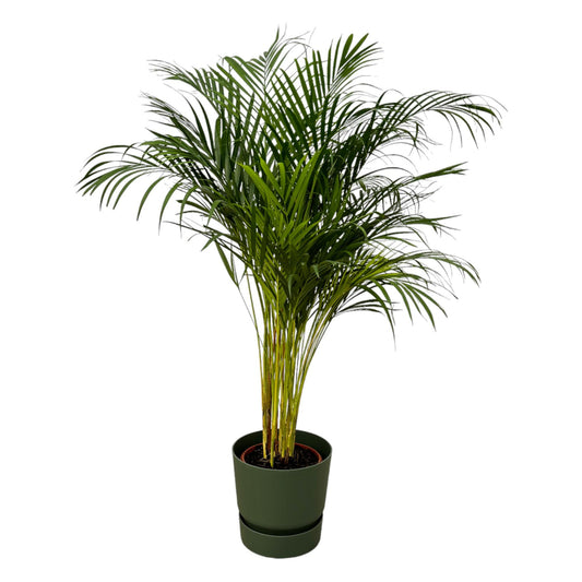 Arecapalm - Areca palm - incl. Elho Greenville Round groen - Ø24cm - ↕130cm
