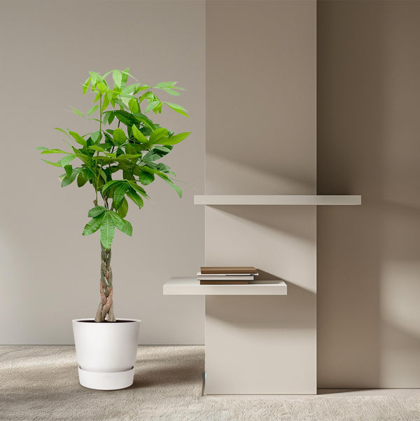 Geldboom - Pachira aquatica - Ø21cm - ↕110cm