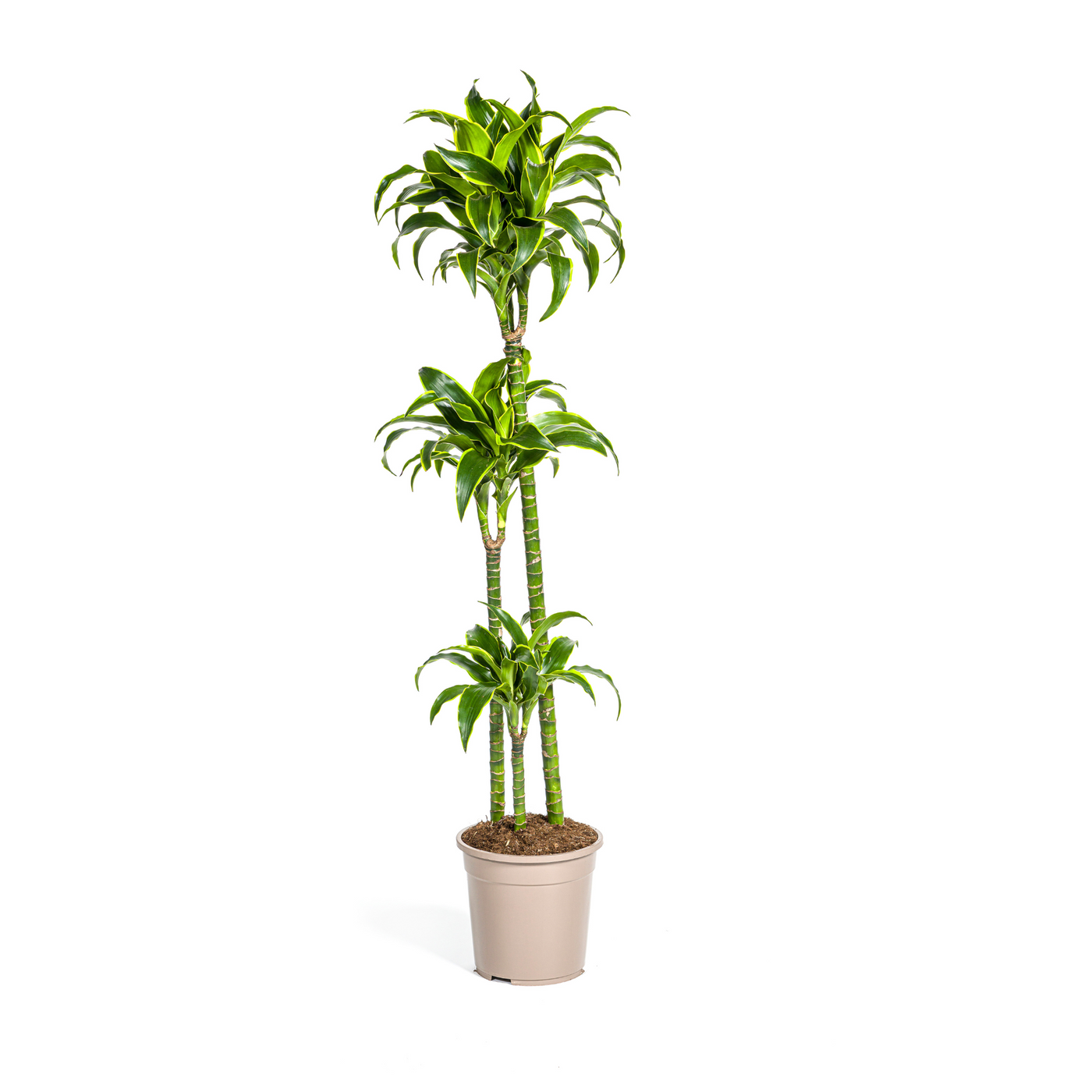 Drakenbloedboom - Dracaena deremensis 'Dorado' - Ø24cm - ↕130cm