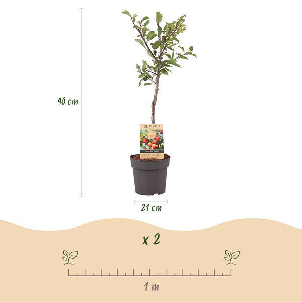 Pruimenboom - Prunus domestica 'Victoria' - Ø21cm - ↕90cm