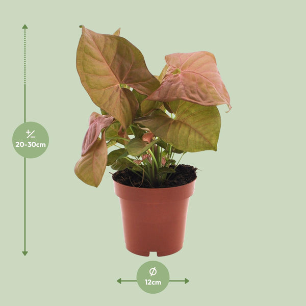 Pijlblad - Syngonium Neon - Ø12cm - ↕25cm