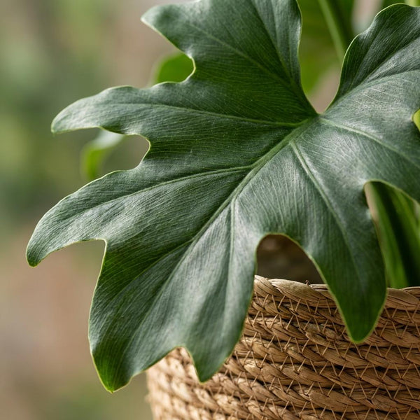 Philodendron Lickety split - Ø19cm - ↕70cm