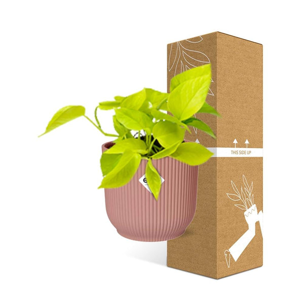 Pothos - Epipremnum pinnatum - incl. Elho Vibes Fold Roze - ↕14cm