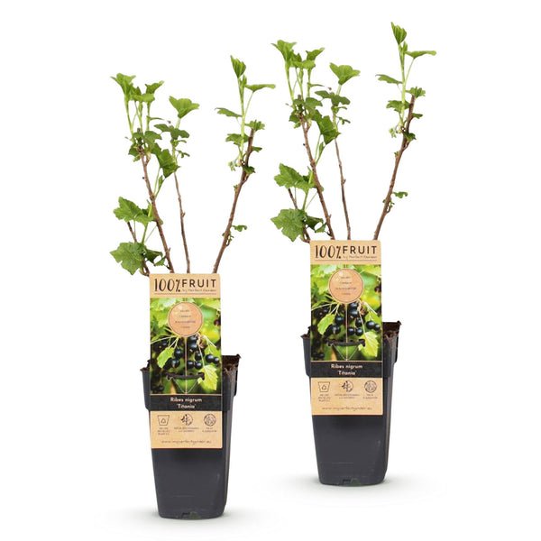 Bessenplant - Ribes nigrum Titania - Ø15cm - ↕50cm