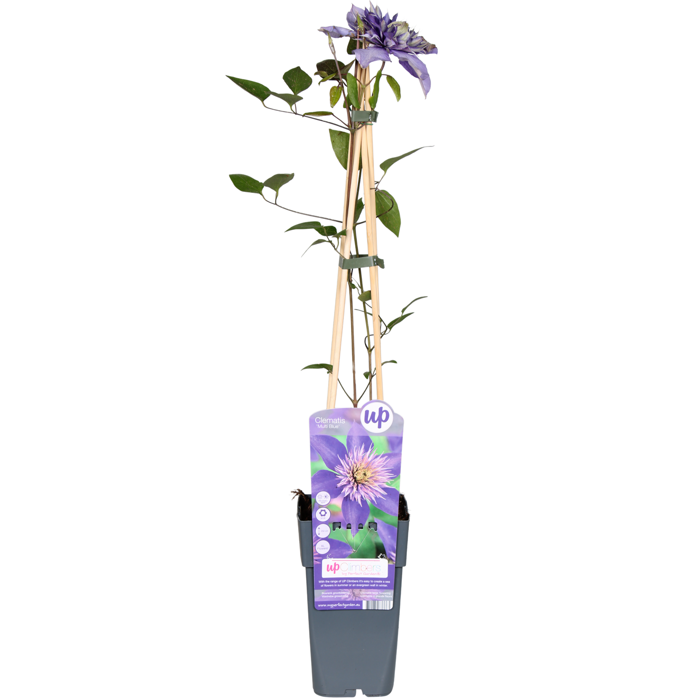 Bosrank - Clematis Multi Blue - Ø15cm - ↕65cm