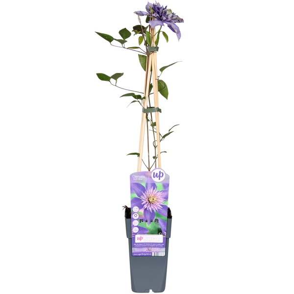 Bosrank - Clematis Multi Blue - Ø15cm - ↕65cm