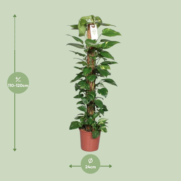 Pothos - Epipremnum pinnatum mosstok - Ø24cm - ↕120cm