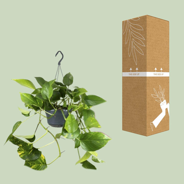 Pothos - Epipremnum aureum - Ø15cm - ↕25cm