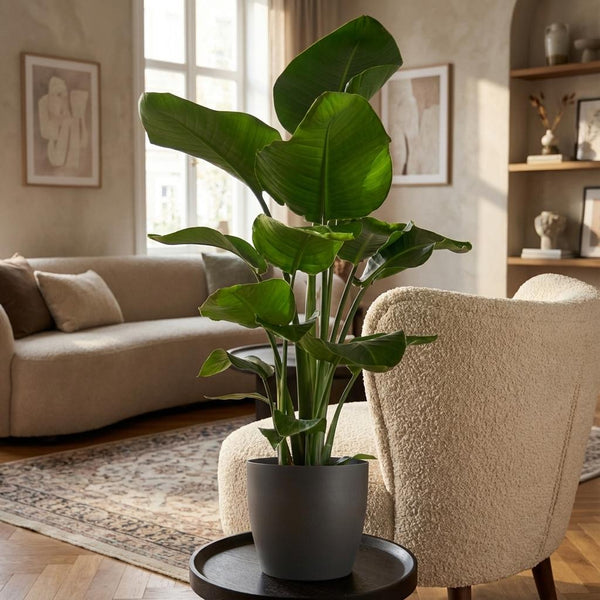 Witte paradijsvogelplant - Strelitzia nicolai - incl. Pot - Grijs - Ø21cm - ↕80cm
