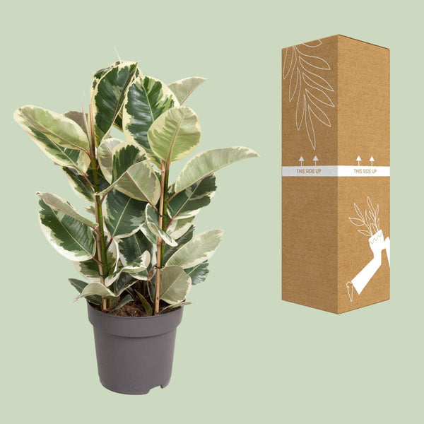 Rubberboom - Ficus elastica Tineke - Ø27cm - ↕100cm
