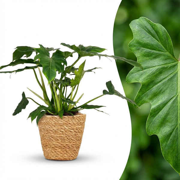 Philodendron Lacerum - Ø19cm - ↕65cm
