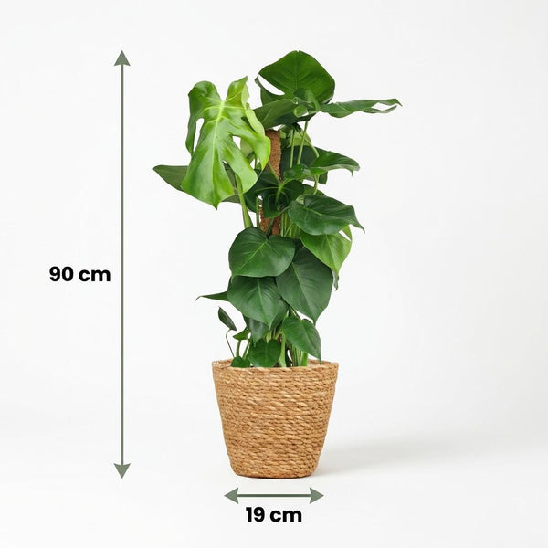Gatenplant - Monstera deliciosa mosstok - Ø19cm - ↕90cm
