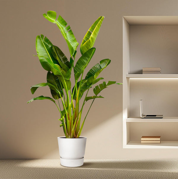 Witte paradijsvogelplant - Strelitzia augusta multi stam - Ø30cm - ↕250cm