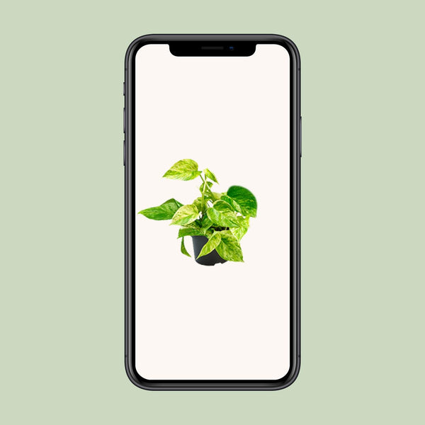 Pothos - Epipremnum aureum 'Marble Queen' - Ø15cm - ↕25cm