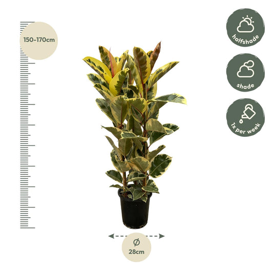 Rubberboom - Ficus elastica Tineke struik - Ø28cm - ↕140cm