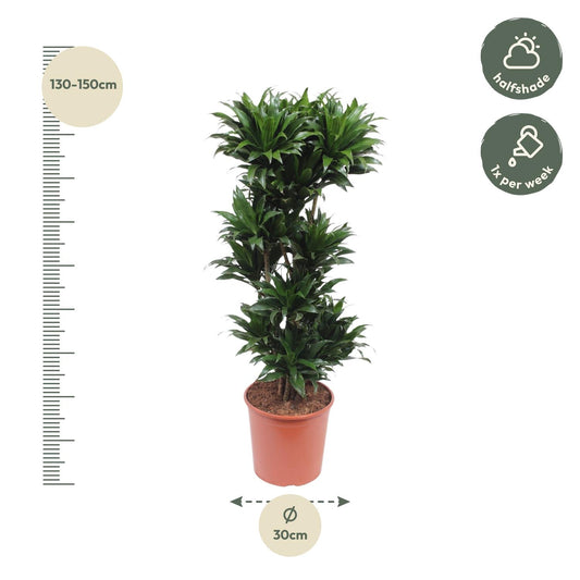 Drakenbloedboom - Dracaena Compacta - Ø30cm - ↕140cm