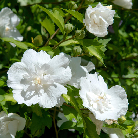 Hibiscus op stam - Hibiscus syriacus 'White Chiffon' - wit - Ø19cm - ↕90cm