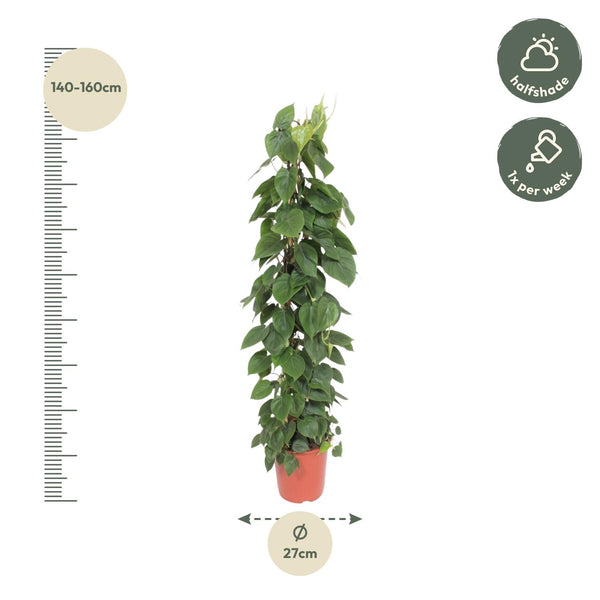 Philodendron Scandens gaasrek - Ø27cm - ↕150cm