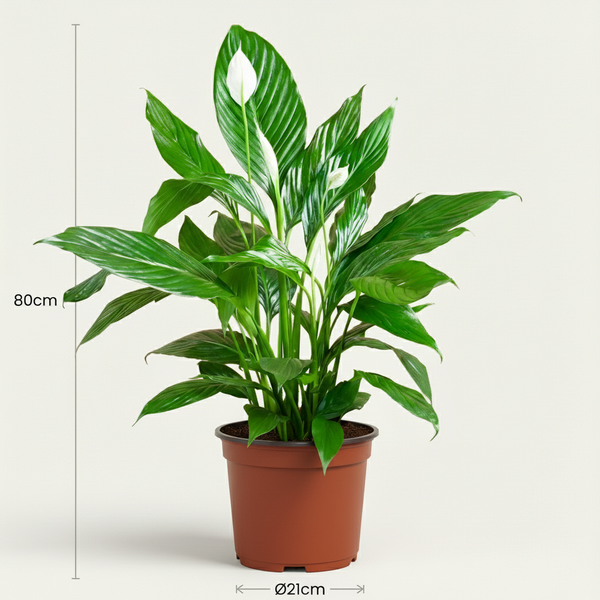 Lepelbloem - Spathiphyllum - Wit - Ø19cm - ↕70-80cm