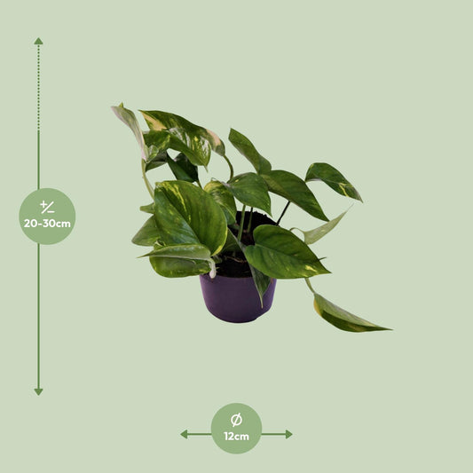Pothos - Epipremnum aureum - Ø12cm - ↕25cm