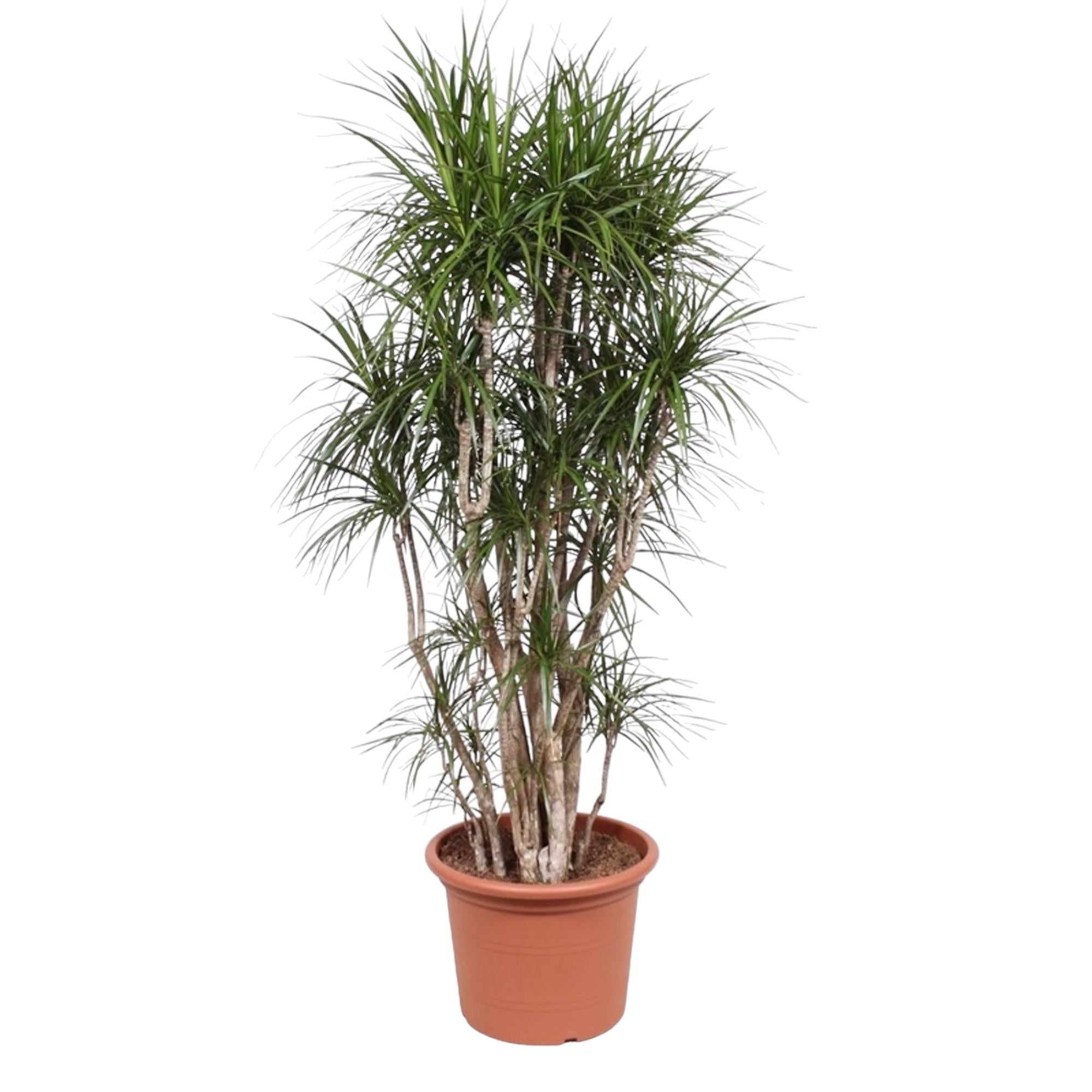 Drakenbloedboom - Dracaena marginata vertakt - Ø40cm - ↕220cm