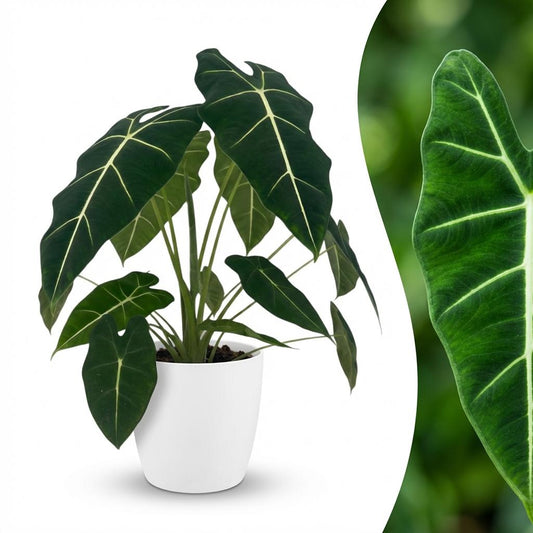Olifantsoor - Alocasia Frydek - Ø19cm - ↕60cm