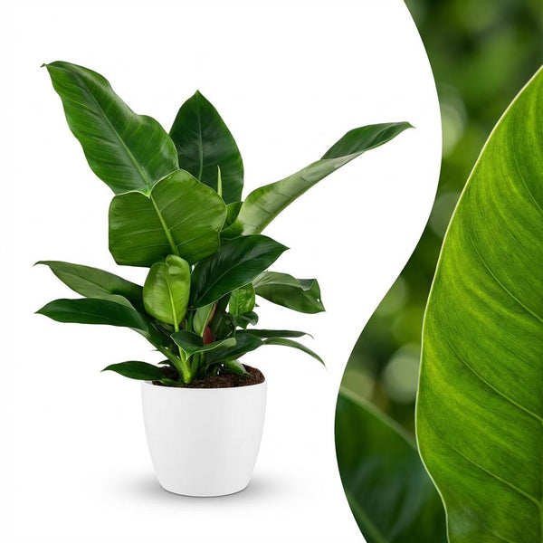 Philodendron Imperial Green - Ø19cm - ↕65cm