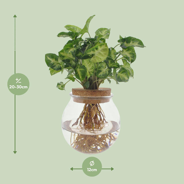 Pijlblad - Syngonium Pixie - Ø12cm - ↕30cm