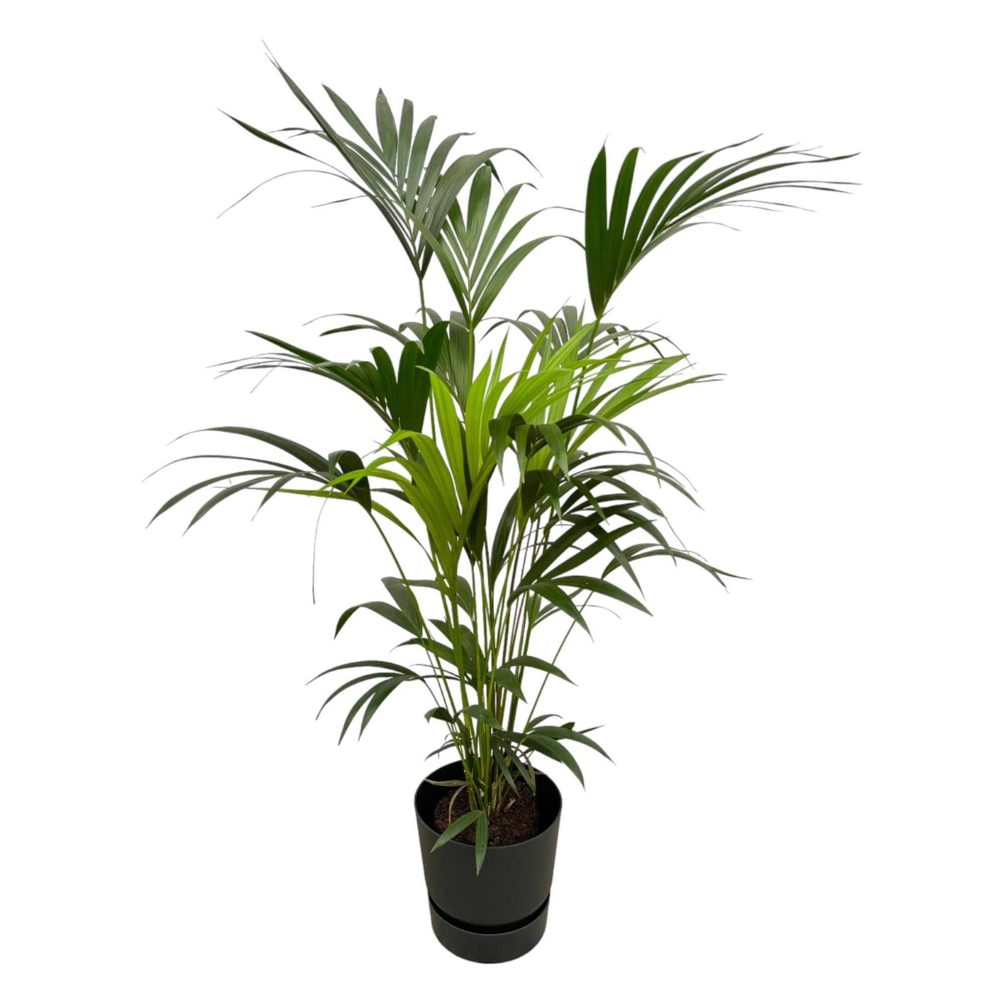 Kentiapalm - Kentia palm - incl. Elho Greenville Round zwart - Ø30cm - ↕160cm