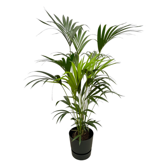 Kentiapalm - Kentia palm - incl. Elho Greenville Round zwart - Ø30cm - ↕160cm