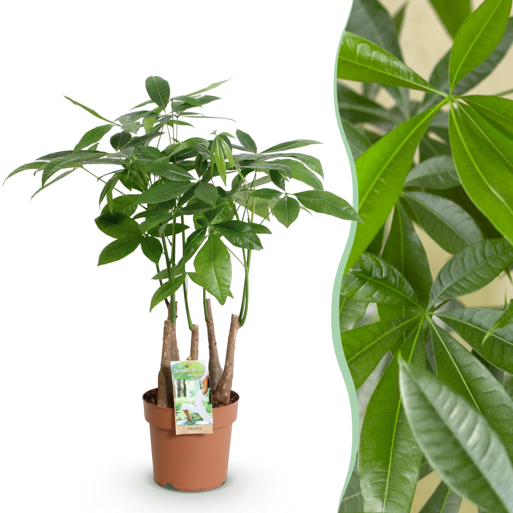Geldboom - Pachira aquatica multi stam - Ø17cm - ↕50-55cm