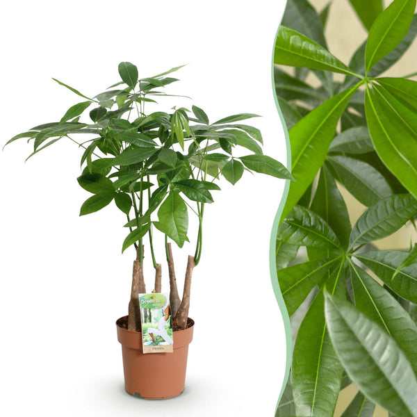 Geldboom - Pachira aquatica multi stam - Ø17cm - ↕50-55cm