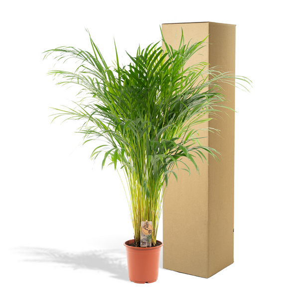 Arecapalm - Areca palm - Ø21cm - ↕100cm