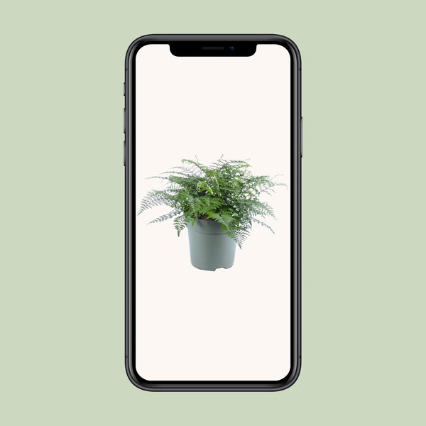 Tongvaren - Asplenium Parvati - Ø27cm - ↕50cm