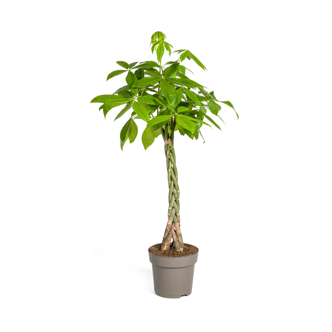 Geldboom - Pachira aquatica - Ø27cm - ↕140cm