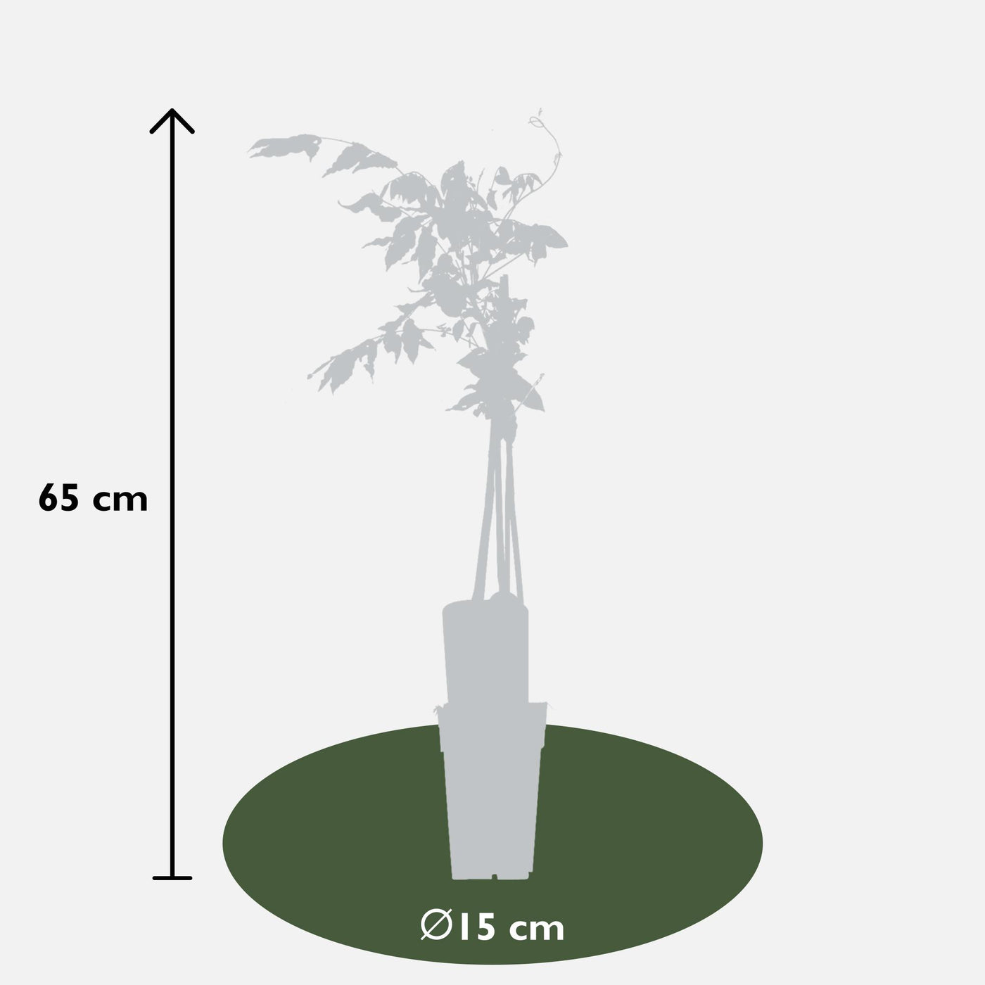 2x Blauwe regen - Wisteria floribunda 'Rosea' - Ø15cm - ↕65cm